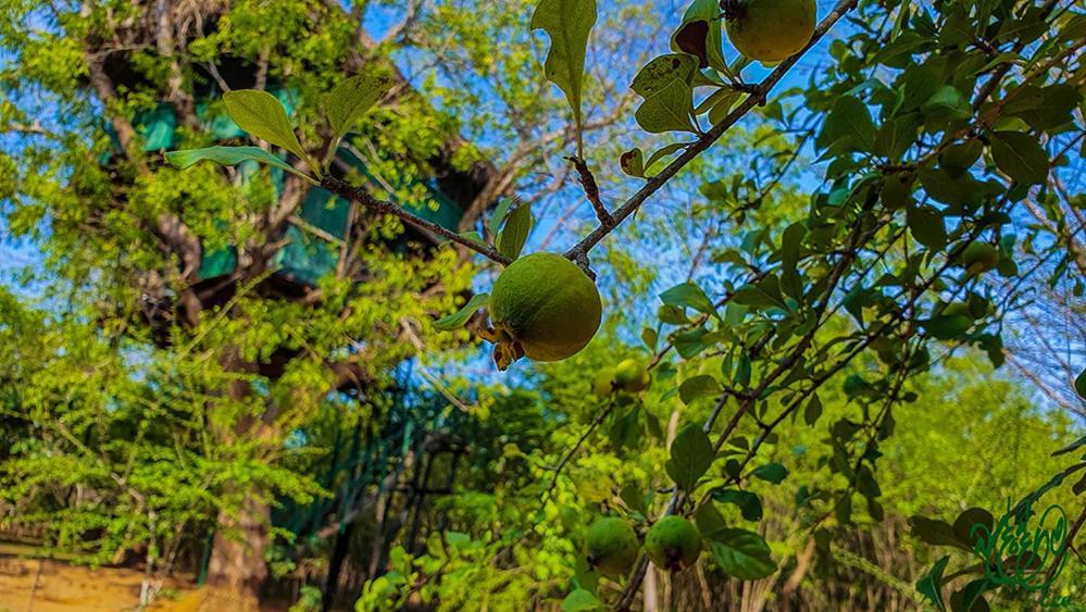 Yala Beddegama Eco Hotel Kataragama Bagian luar foto